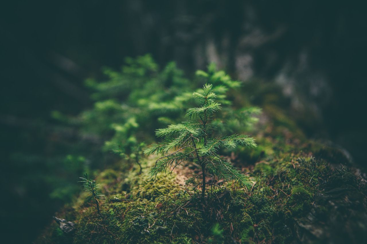 Conifer sapling (by Matthew Smith)