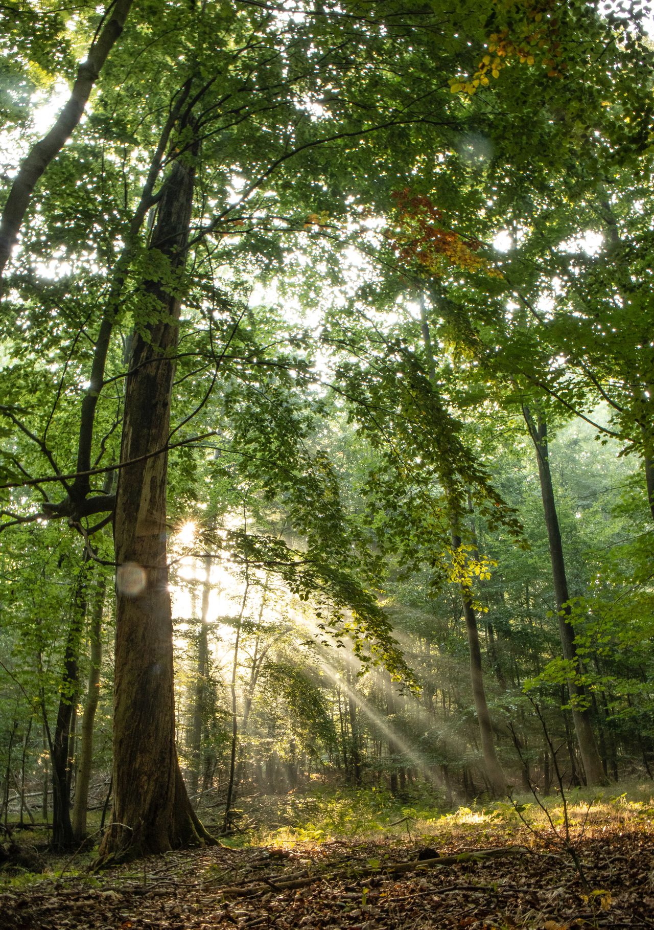 Green trees under sunny sky photo (Michael Held)